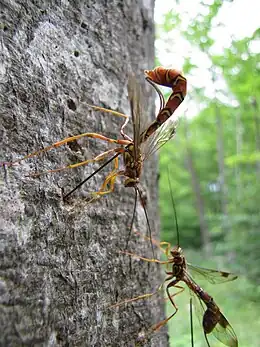 The parasitoid wasp Megarhyssa macrurus ovipositing into host through wood. Her body is c. 50 mm long, her ovipositor c. 100 mm.