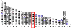 Chromosome 12 (human)