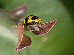 Fungus-eating Ladybird, Binalong Bay, Australia.