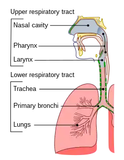 A diagram showing parts of the human respiratory system