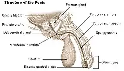 Structure of the penis