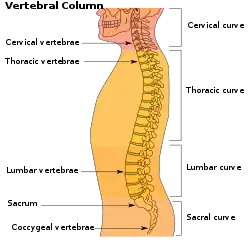 The lumbar region in regards to the rest of the spine