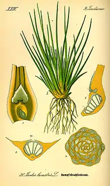 Image 33The lycopod Isoetes bears microphylls (leaves with a single vascular trace). (from Evolutionary history of plants)