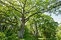 Ilzenberg oak