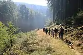 A group of hikers in a wood.