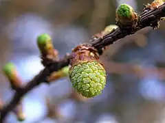 Pinaceae: pollen cone of a Japanese Larch (Larix kaempferi)