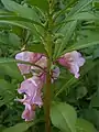 Balsam (Impatiens balsamina) blooming in a garden in the Beechview neighborhood of Pittsburgh