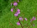 Impatiens balsamina