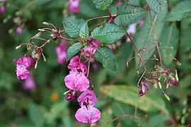 Impatiens glandulifera Royle. ― Giant Impatiens