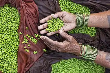 Image 9ChickpeasPhotograph: Jorge RoyanAn Indian merchant holding green chickpeas (Cicer arietinum). One of the earliest cultivated legumes, chickpeas are ingredients in a number of dishes around the world. India is the largest producer of this nutrient-dense food, accounting for 64% of global production in 2016.More selected pictures