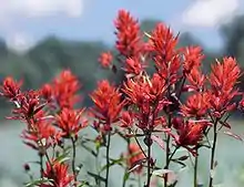 Image 9State flower of Wyoming: Indian paintbrush (from Wyoming)