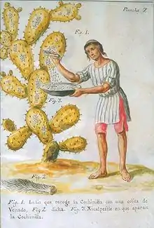 A native of Central America collecting cochineal insects from a cactus to make red dye (1777)