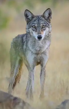 Photo of an Indian wolf (Canis lupus pallipes)