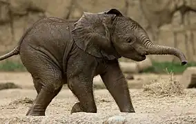 Baby elephant playing at the zoo.