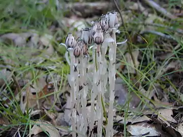 Plant displaying its commonlight pink coloring