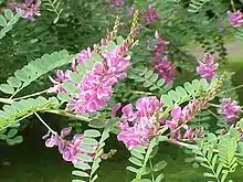 Indigofera tinctoria.jpg