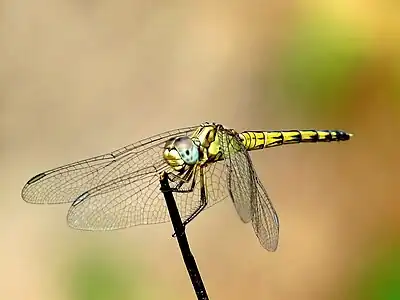 Indothemis carnatica female