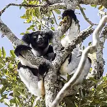 Black and white lemur