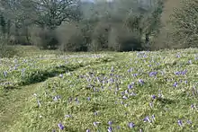 Inkpen Crocus Fields