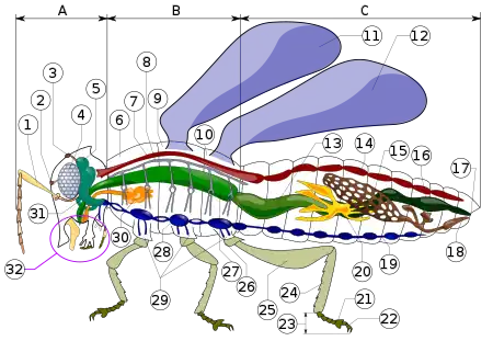 Image 21Insect morphologyLegend of body partsTagmata: A – Head, B – Thorax, C – Abdomen.antennaocelli (lower)ocelli (upper)compound eyebrain (cerebral ganglia)prothoraxdorsal blood vesseltracheal tubes (trunk with spiracle)mesothoraxmetathoraxforewinghindwingmid-gut (stomach)dorsal tube (heart)ovaryhind-gut (intestine, rectum & anus)anusoviductnerve cord (abdominal ganglia)Malpighian tubestarsal padsclawstarsustibiafemurtrochanterfore-gut (crop, gizzard)thoracic ganglioncoxasalivary glandsubesophageal ganglionmouthparts (from Insect morphology)