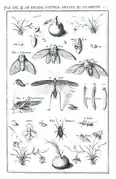 Casseri's illustration of insect sound production