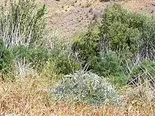 Olives as invasive weeds, Adelaide Hills, South Australia