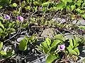 Bejuco de playa(Ipomoea pes-caprae)