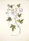 Botanical illustration