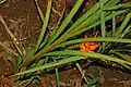 Leaves of Crocosmia aurea