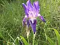 Iris marsica