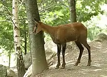 Brown bovid