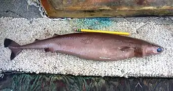 Cookiecutter shark, Isistius brasiliensis