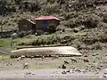 Banks of the lake Titicaca