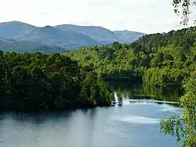 Pinewoods at Loch Beinn a' Mheadhoin