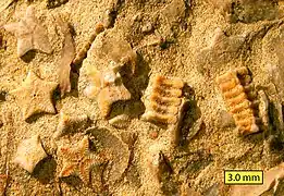 Biosparite/grainstone with crinoid columnals (Isocrinus nicoleti) from the Carmel Formation at Mount Carmel Junction, Utah.