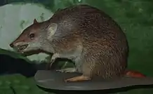 Brown bandicoot