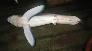 The most distinctive features of the longfin mako shark are its large pectoral fins