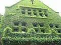 Boston ivy covering a building on the University of Chicago campus