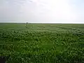 Young wheat field