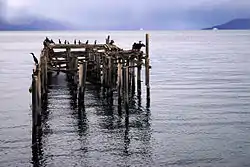 View of a great cormorant on the historic Jøvik trading pier (2014)