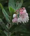 Arctostaphylos obispoensis—San Luis Obispo manzanita