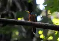 Jacamar cara azul