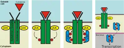 Once a ligand binds to the receptor, JAKs add phosphates to the receptor. Two STAT proteins then bind to the phosphates, and then the STATs are phosphorylated by JAKs to form a dimer. The dimer enters the nucleus, binds to DNA, and causes transcription of target genes.