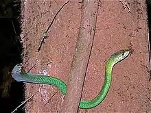 green snake on a tree