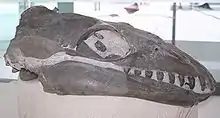 The skull of Janjucetus with a long, slender head similar to dolphins (without the depression for the melon) and with teeth