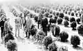 Japanese Immigrants on tea plantation in Registro, SP