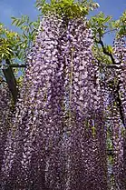 Purple wisteria at Ashikaga Flower Park