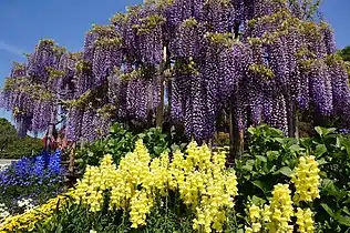 Purple wisteria at Ashikaga Flower Park