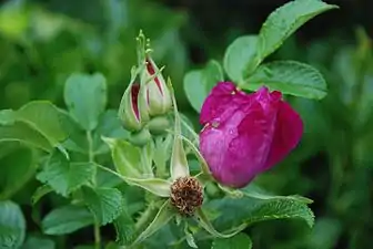 Rosa rugosa