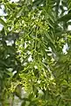 Jasminum didymym ssp. lineare flowers